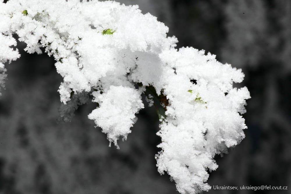 Snow on a branch