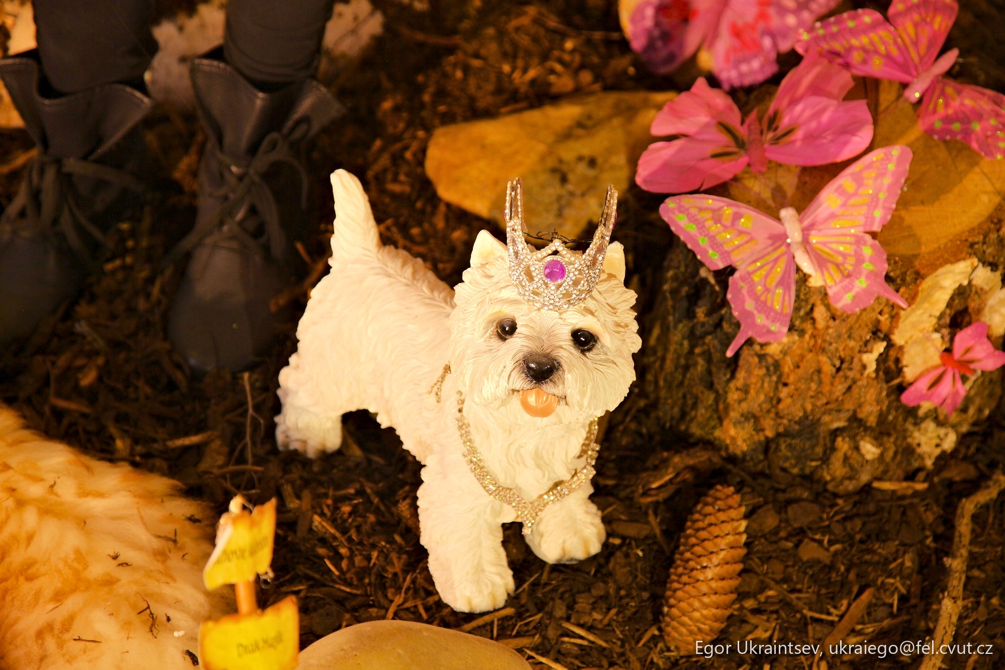 Dog wearing a crown