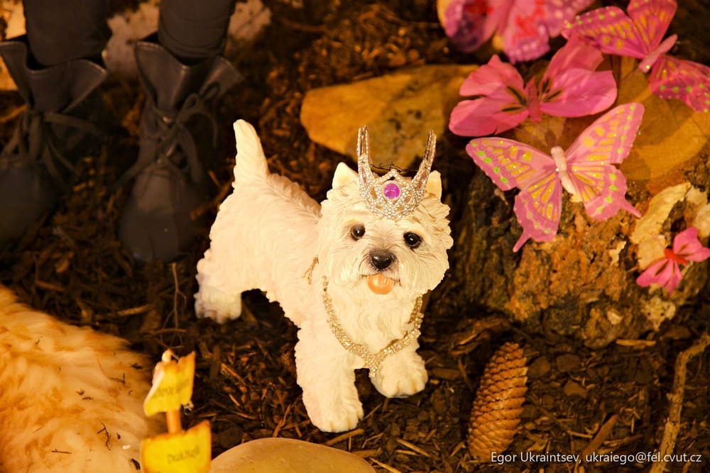 Dog wearing a crown