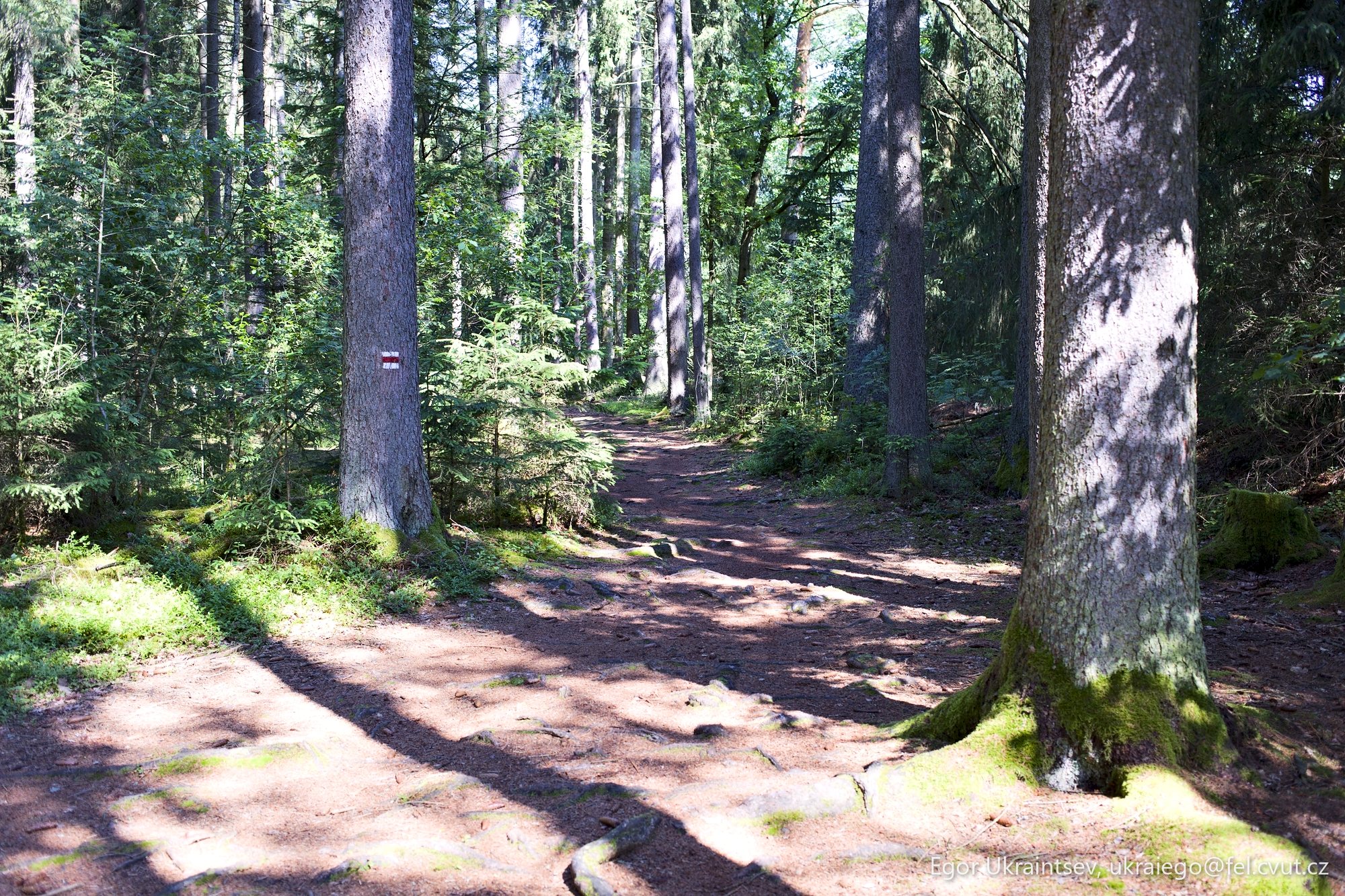 Trail through a forest