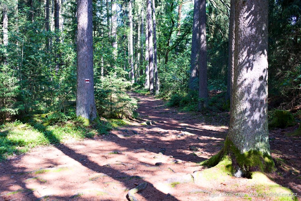 Trail through a forest