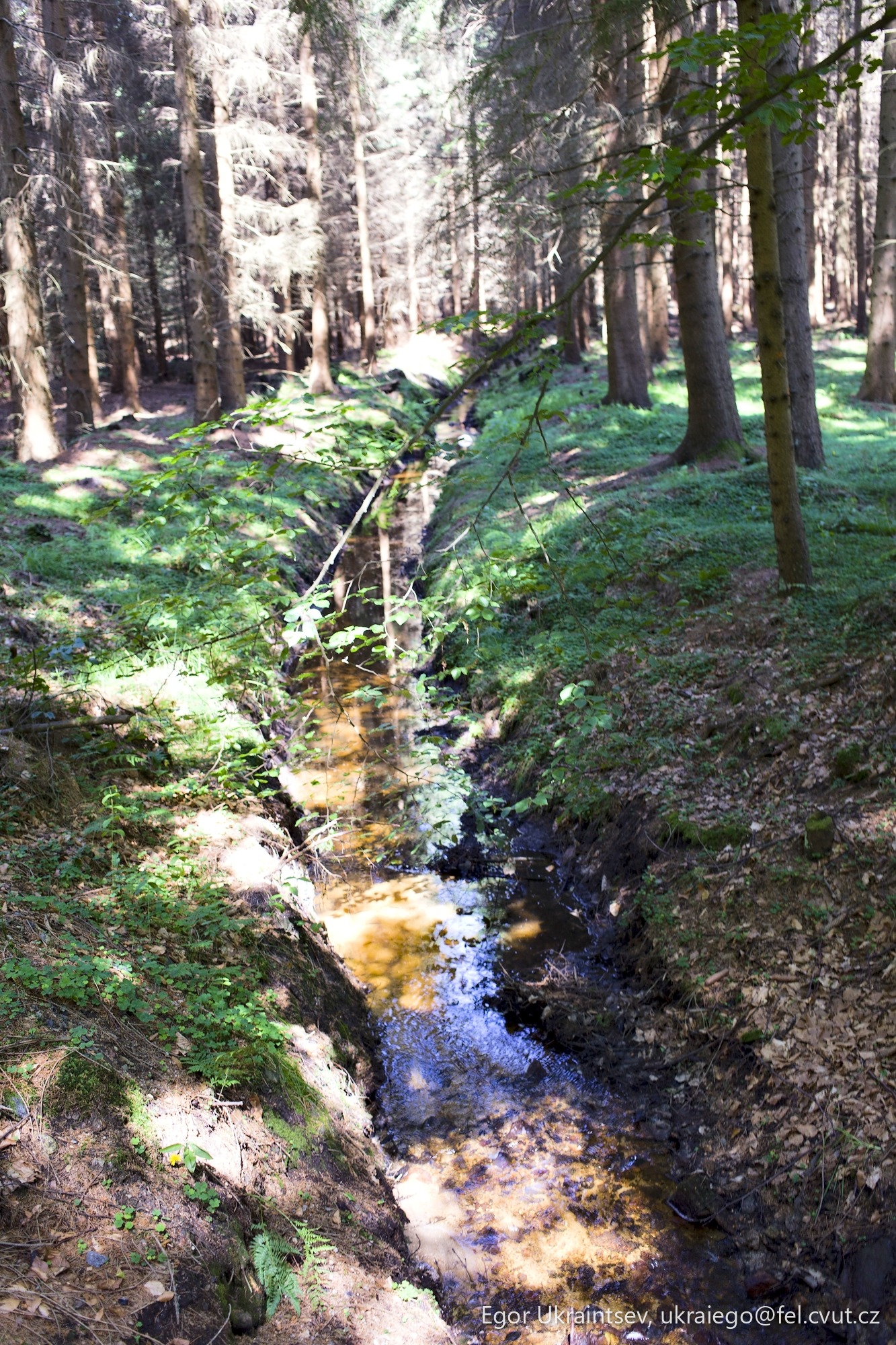 Creek in the woods