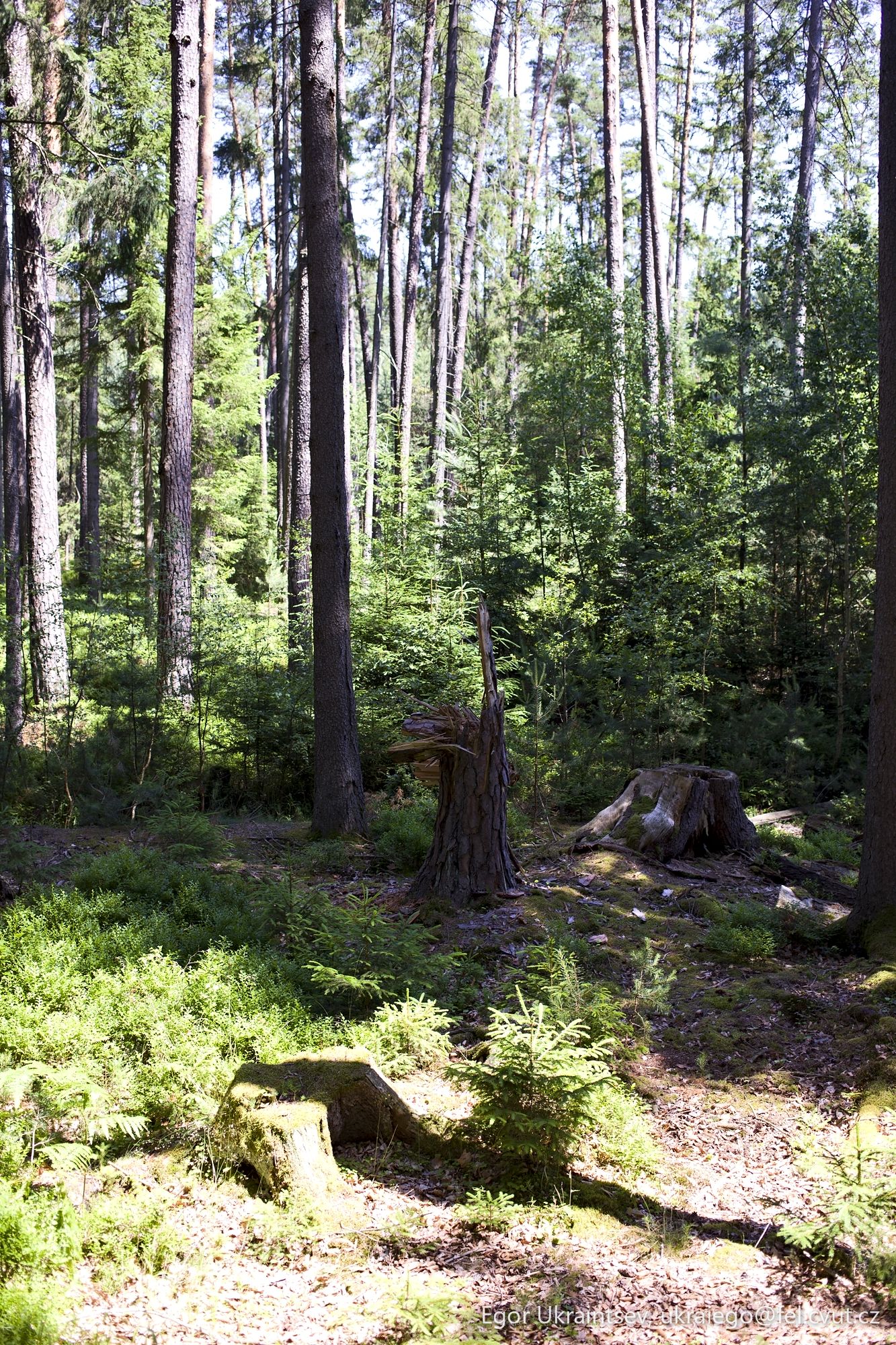 Forest with trees and moss