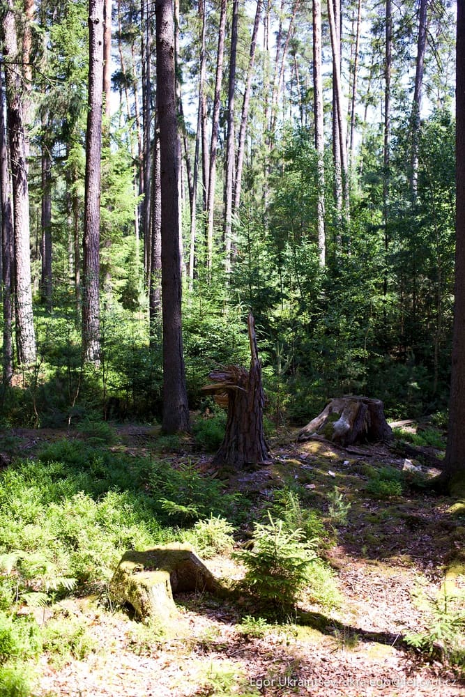 Forest with trees and moss