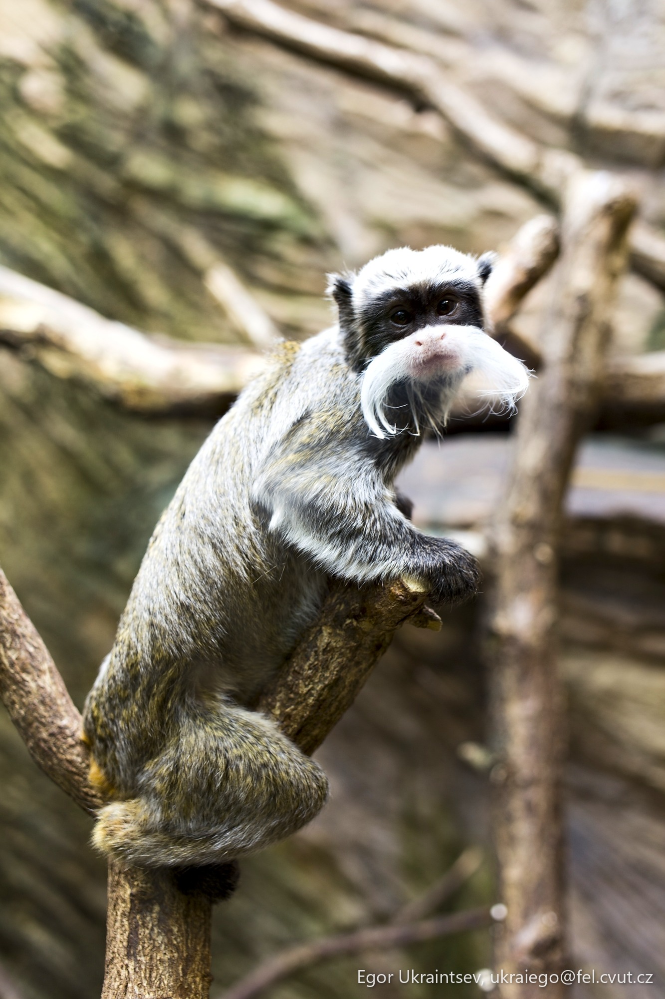Monkey sitting on a tree