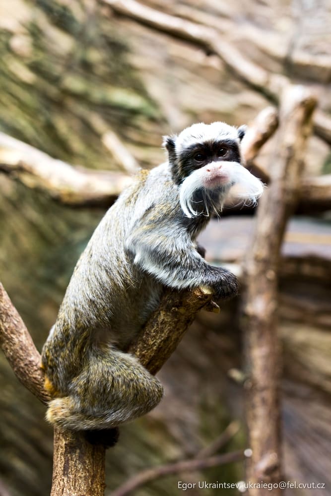 Monkey sitting on a tree
