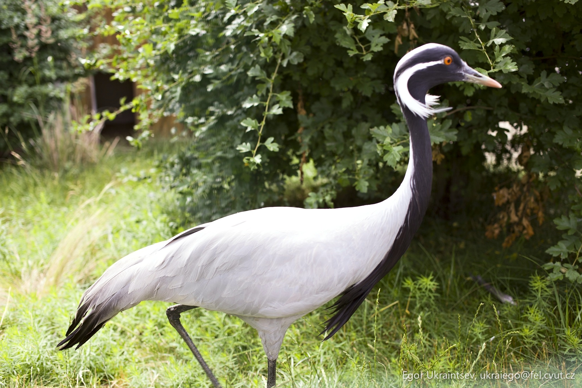 Grey and white bird