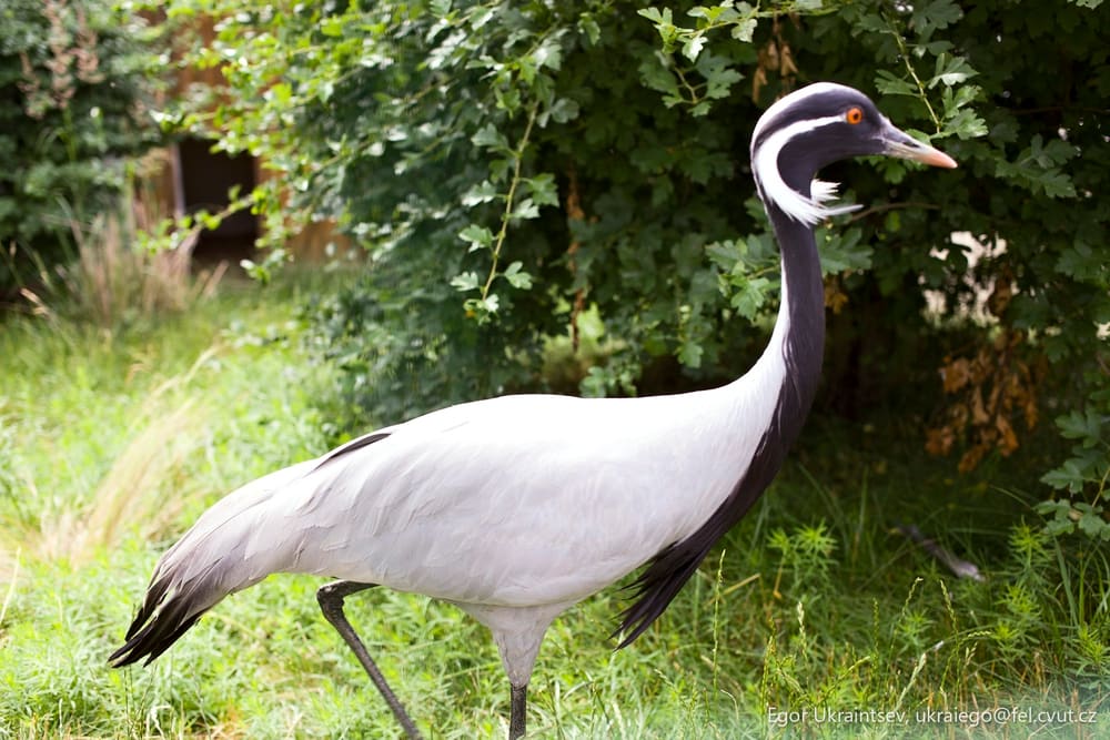 Grey and white bird