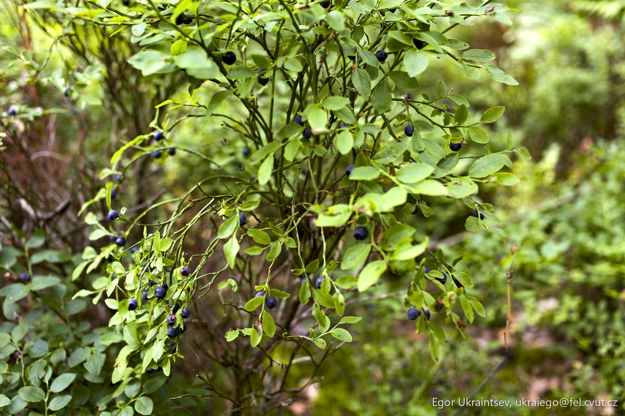 Blueberries growing in the woods