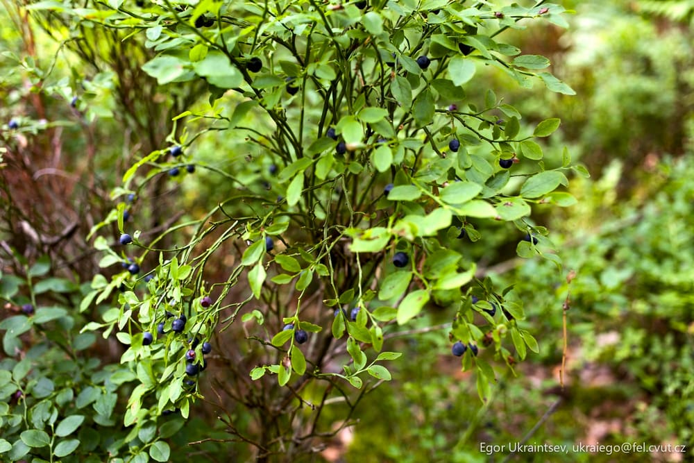 Blueberries growing in the woods