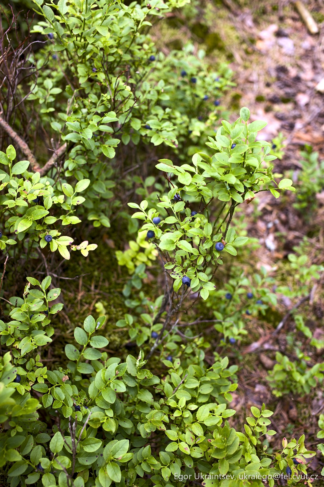 Blueberries growing