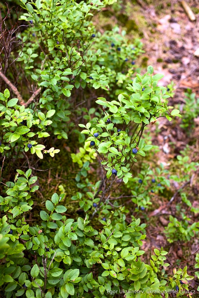 Blueberries growing