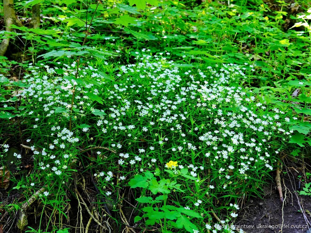 White flowers growing