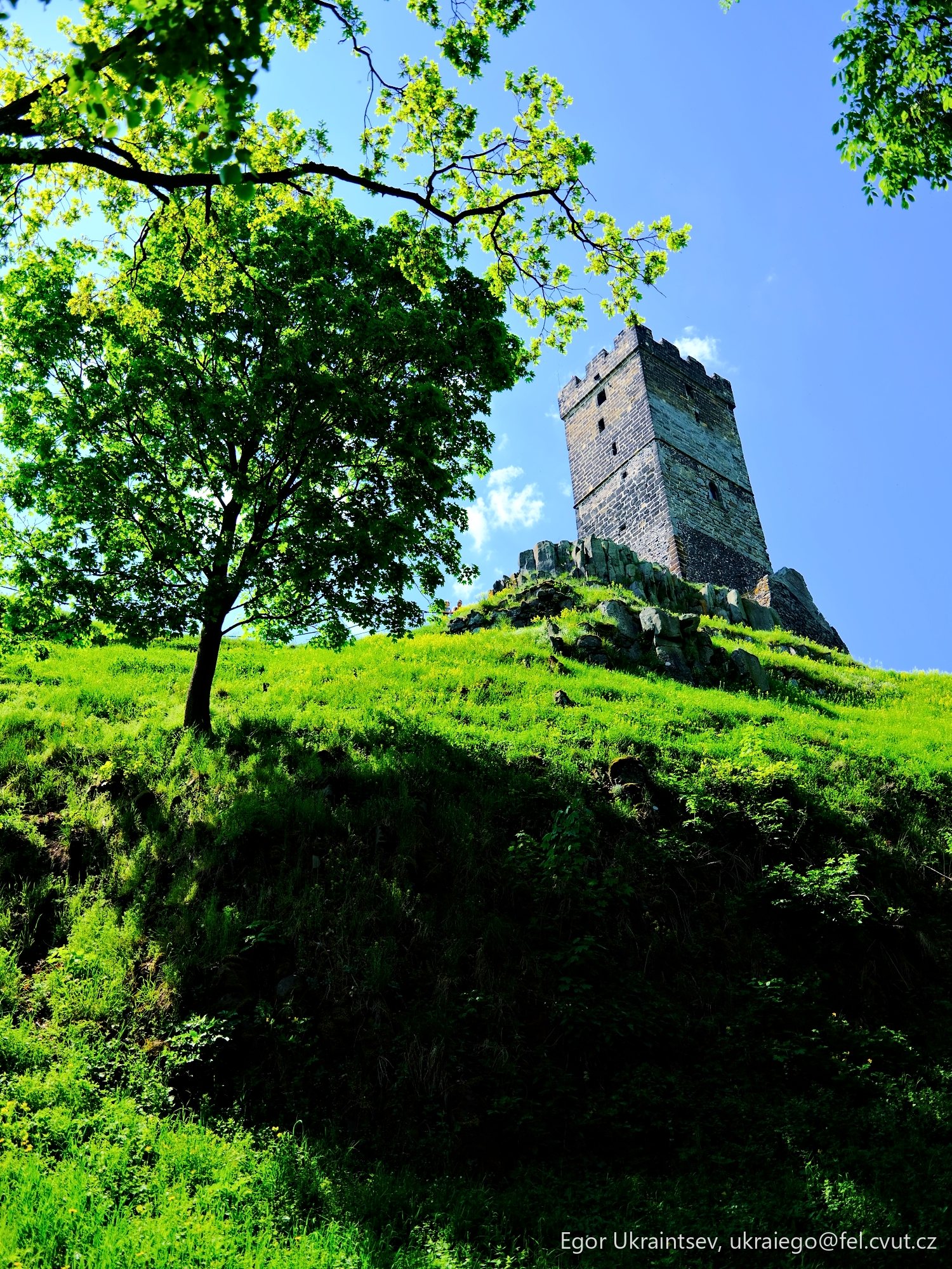Tree on a hill