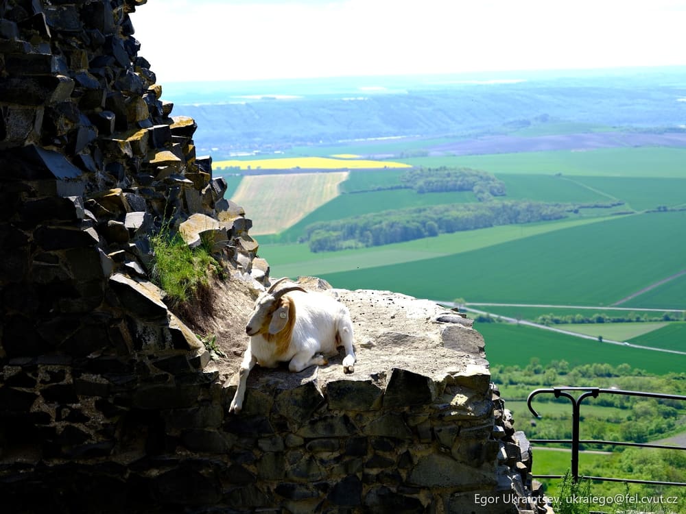 Goat resting on a rock