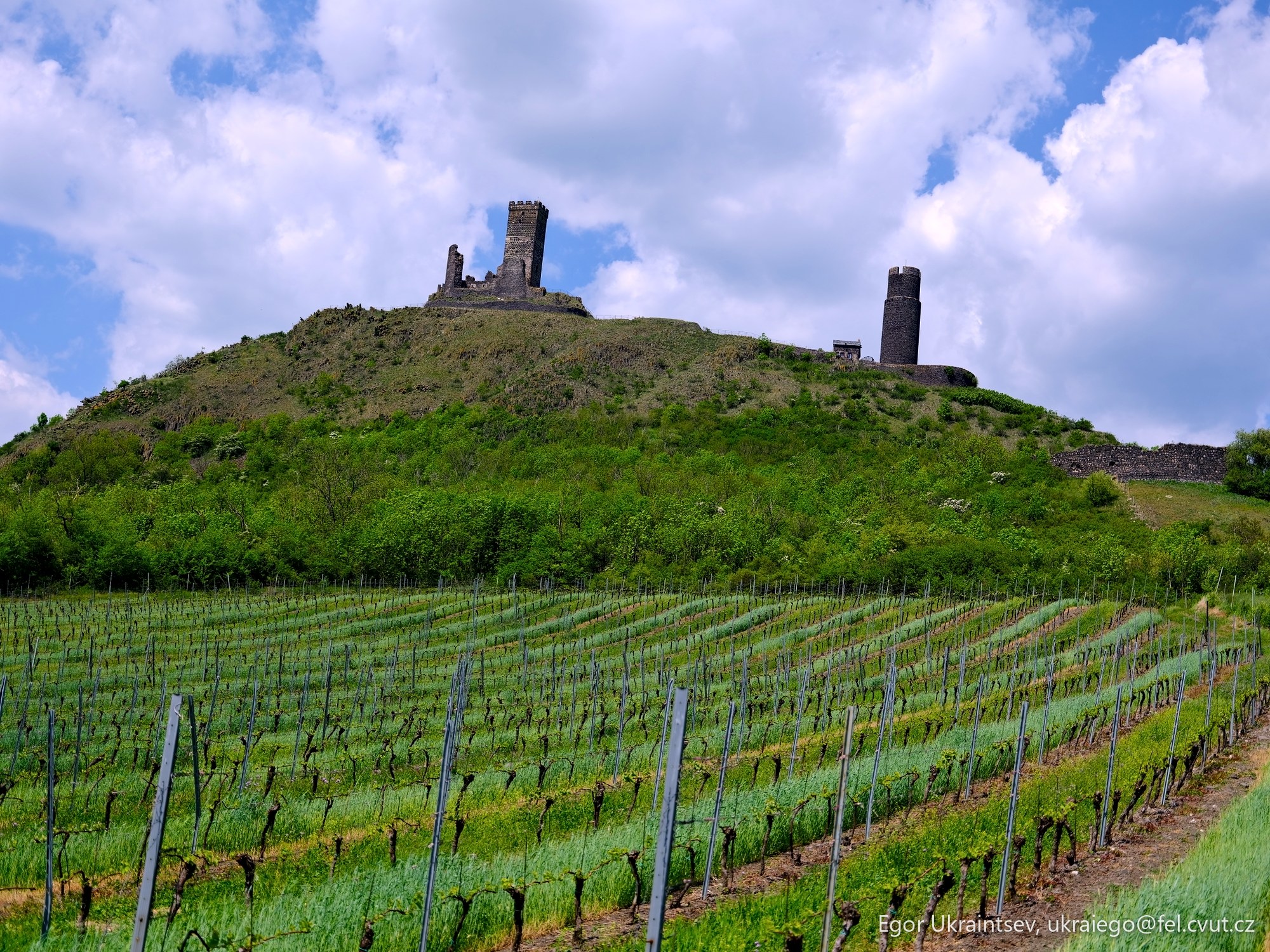 Vineyard with a castle