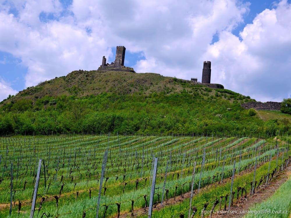 Vineyard with a castle