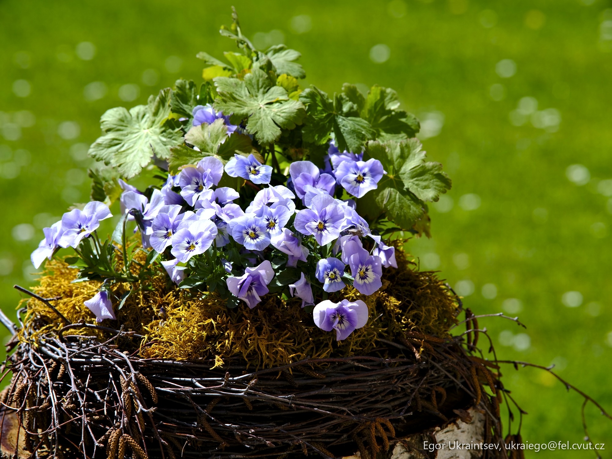 Bird s nest filled