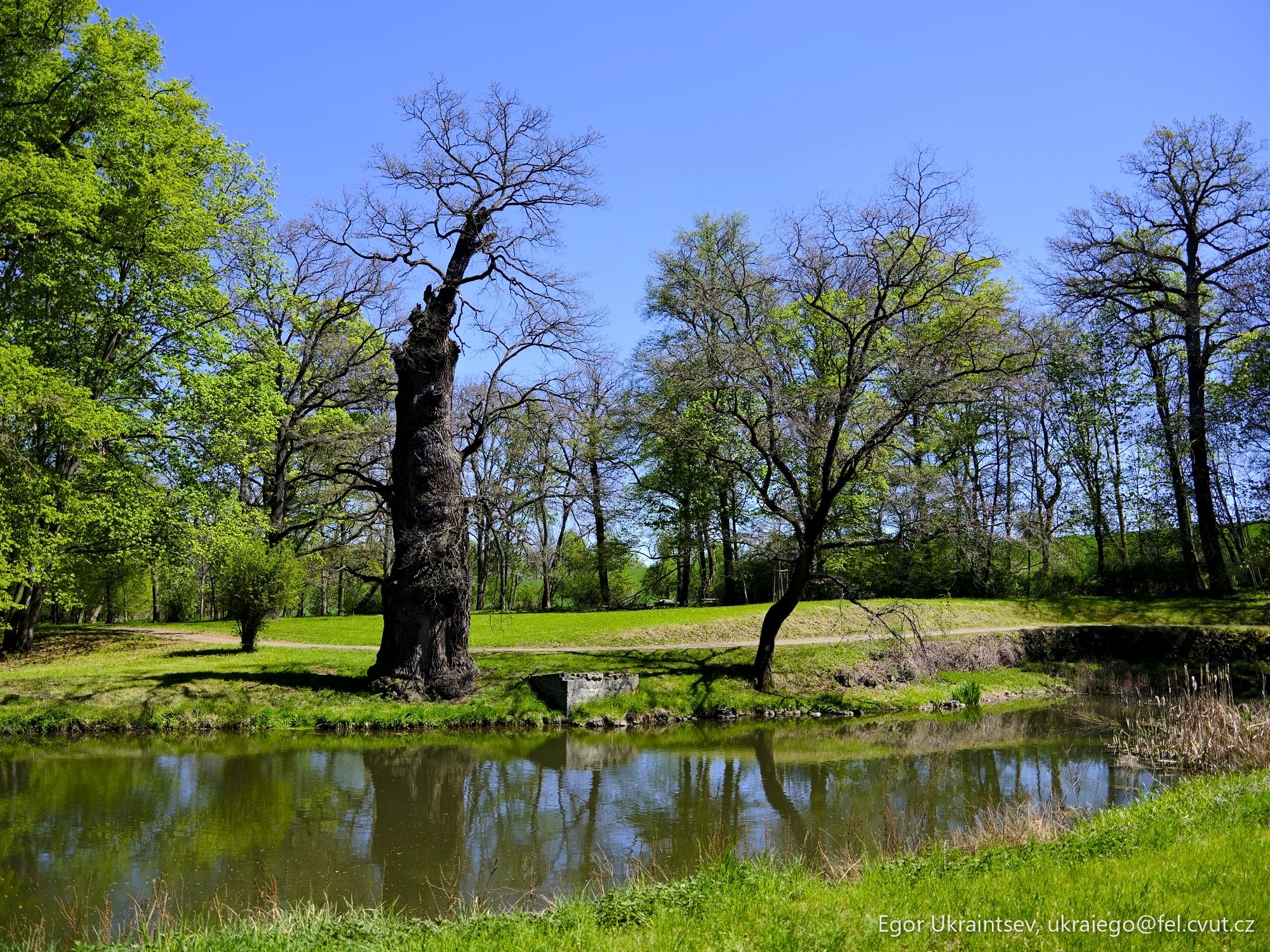 Pond in a park