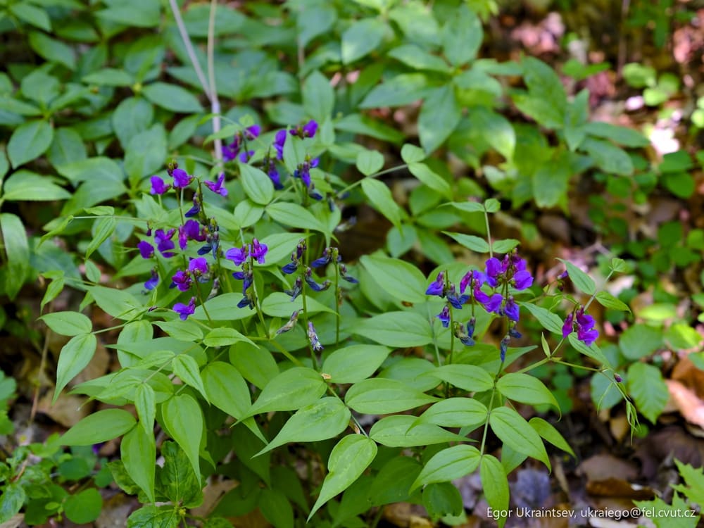 Purple flowers growing