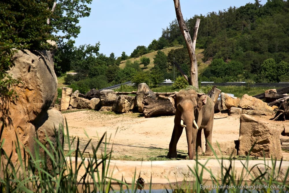Elephant at the zoo