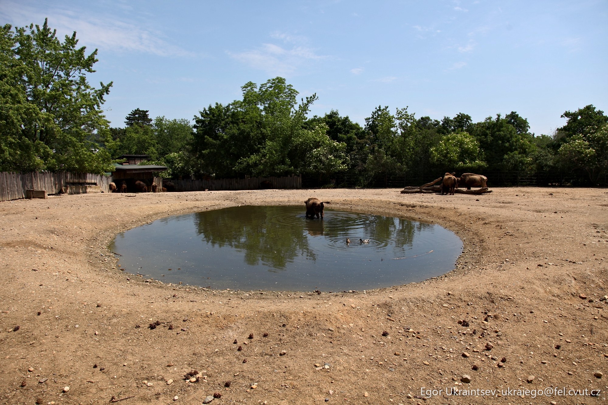 Water hole