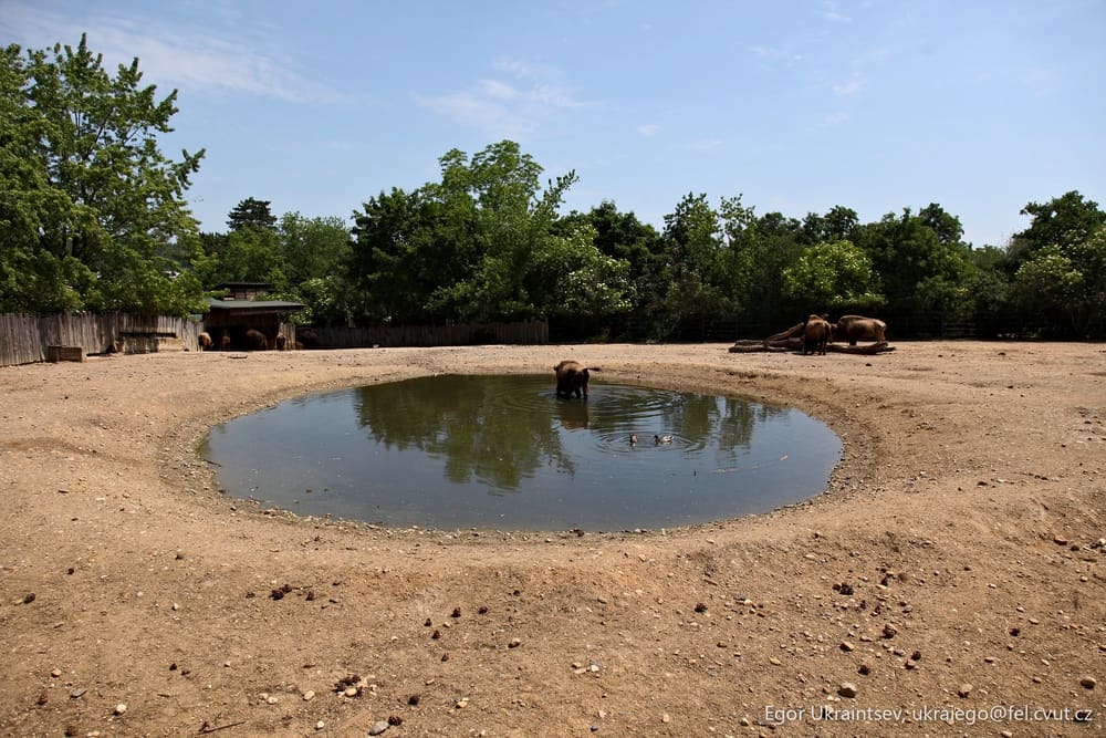 Water hole