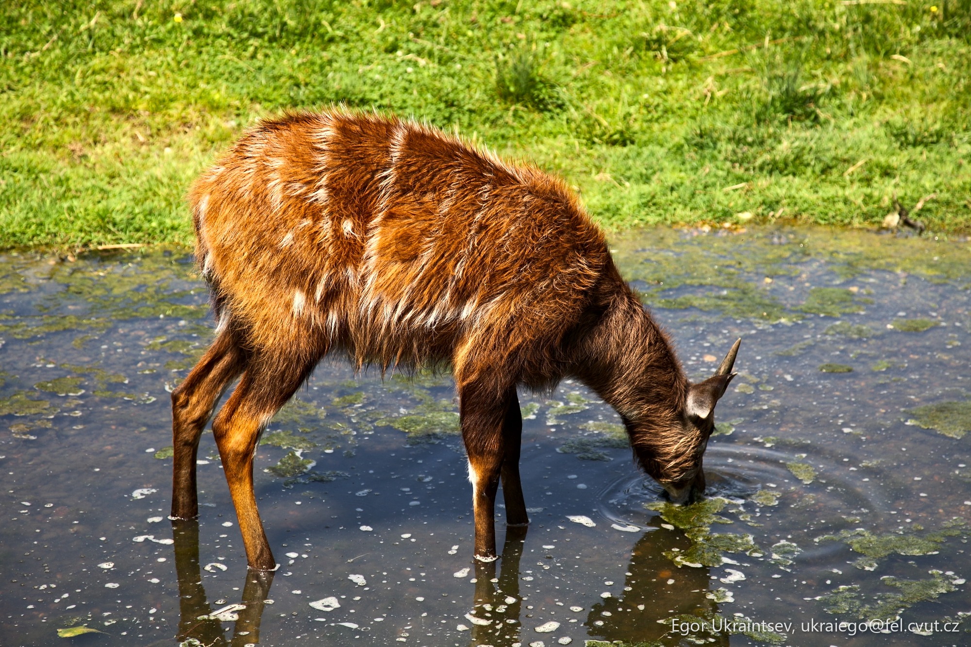 Goat drinking water