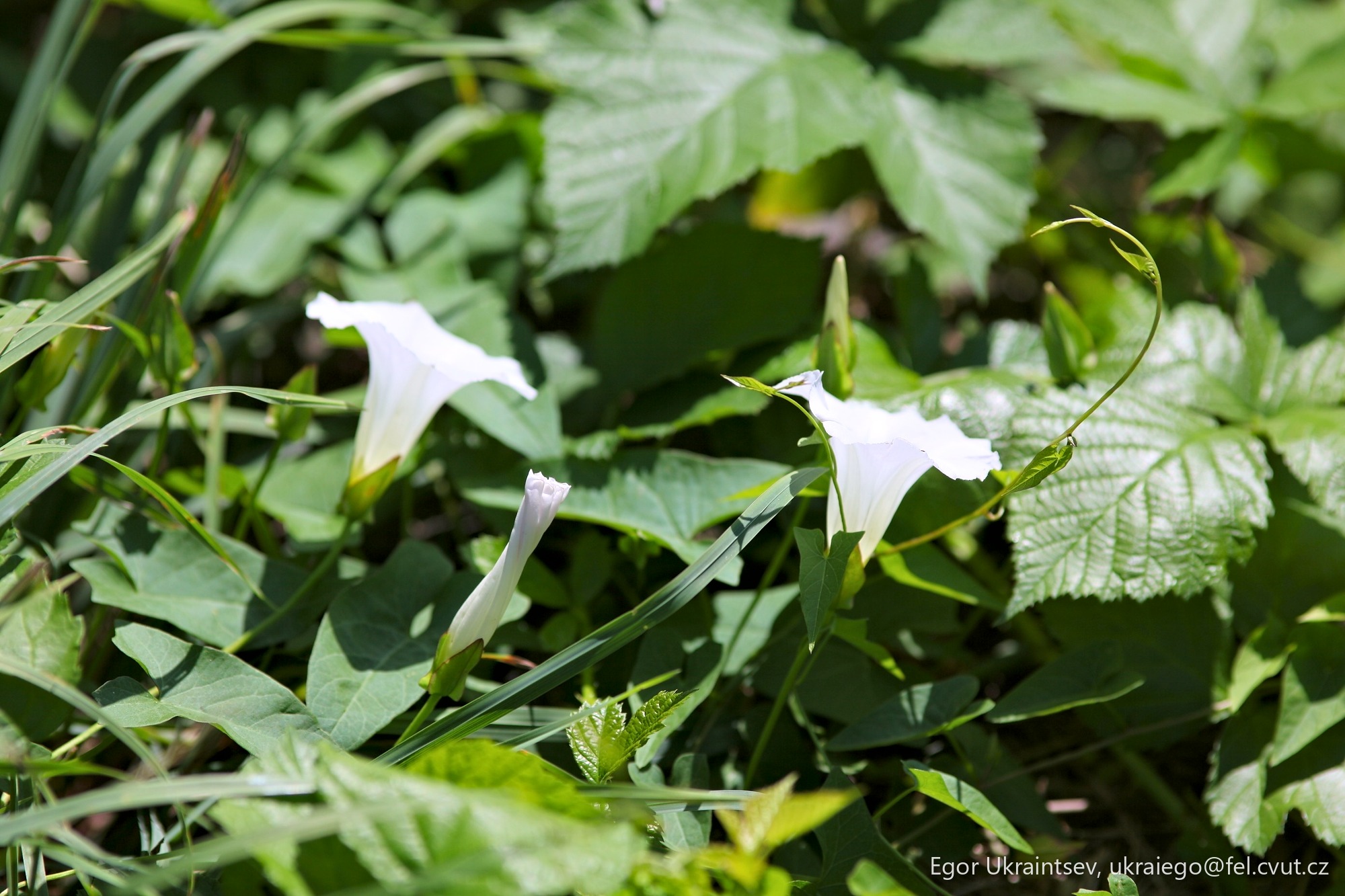 White flowers in the grass