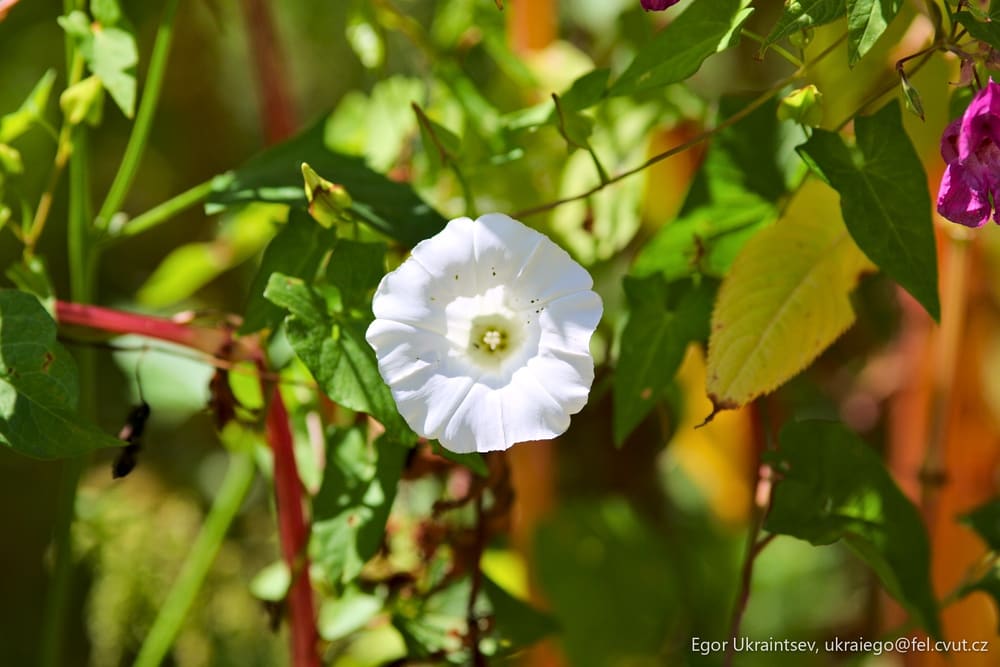 White flower in a garden