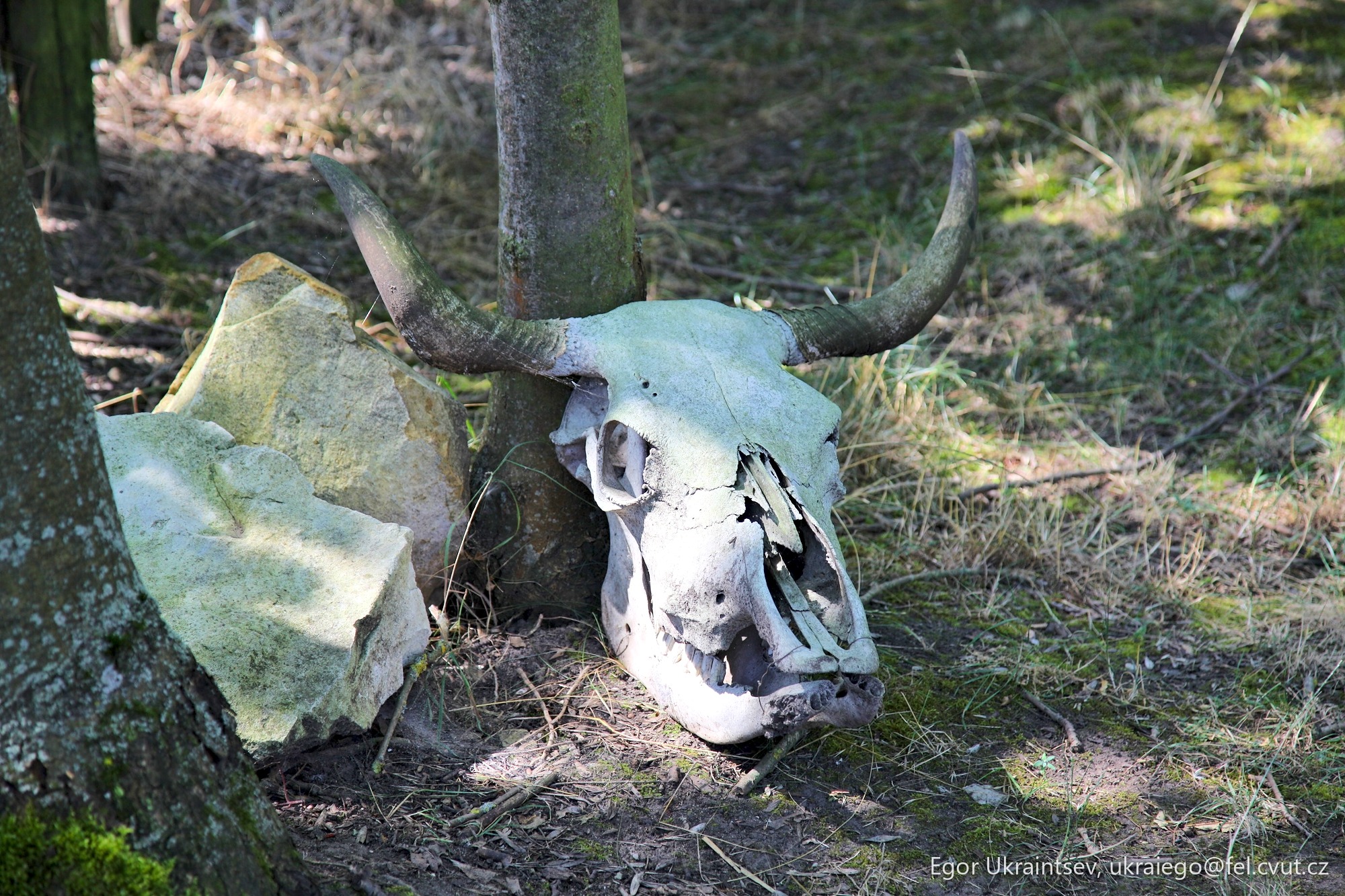 Skull in the woods
