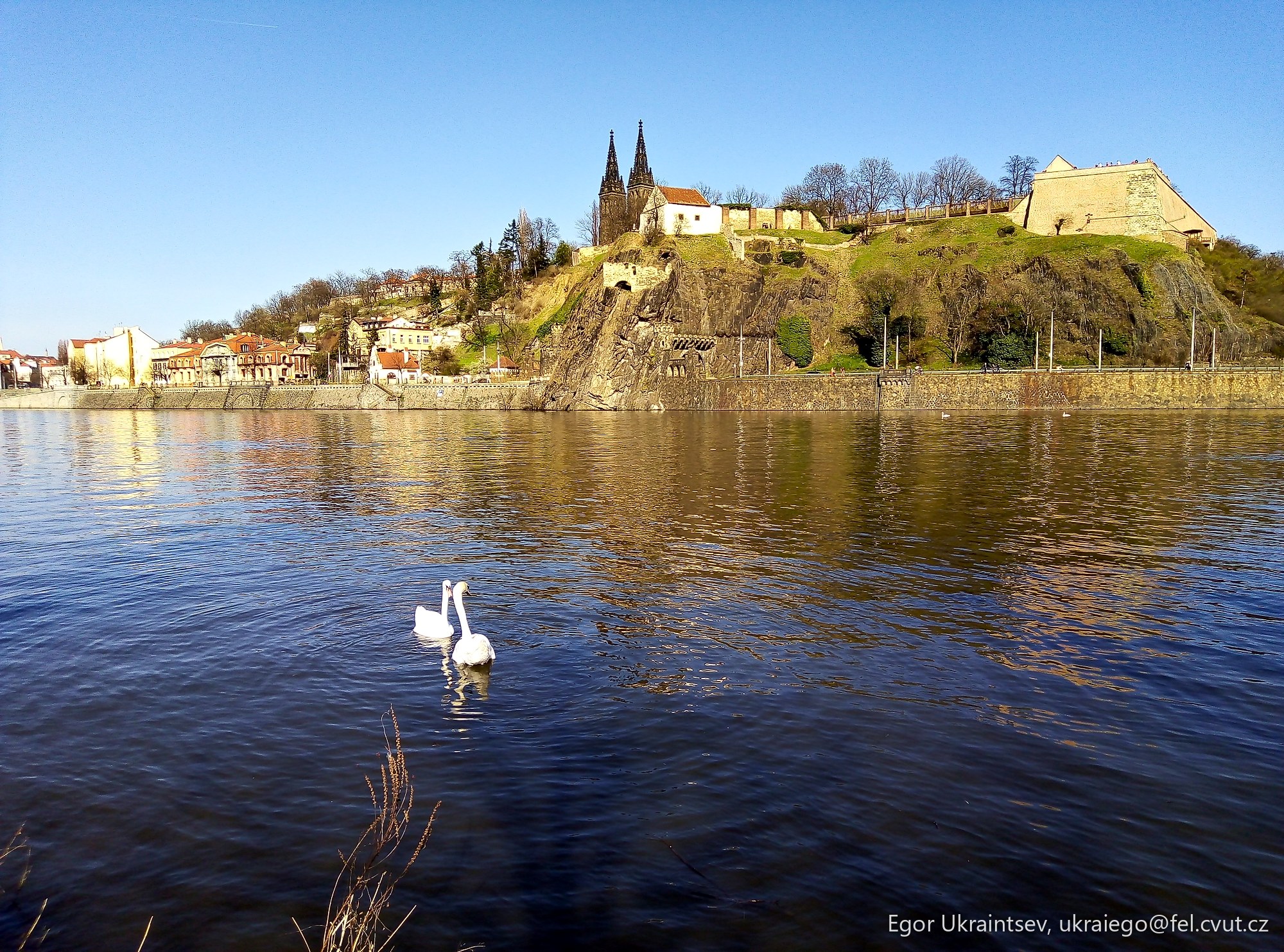 Swan swimming in a lake