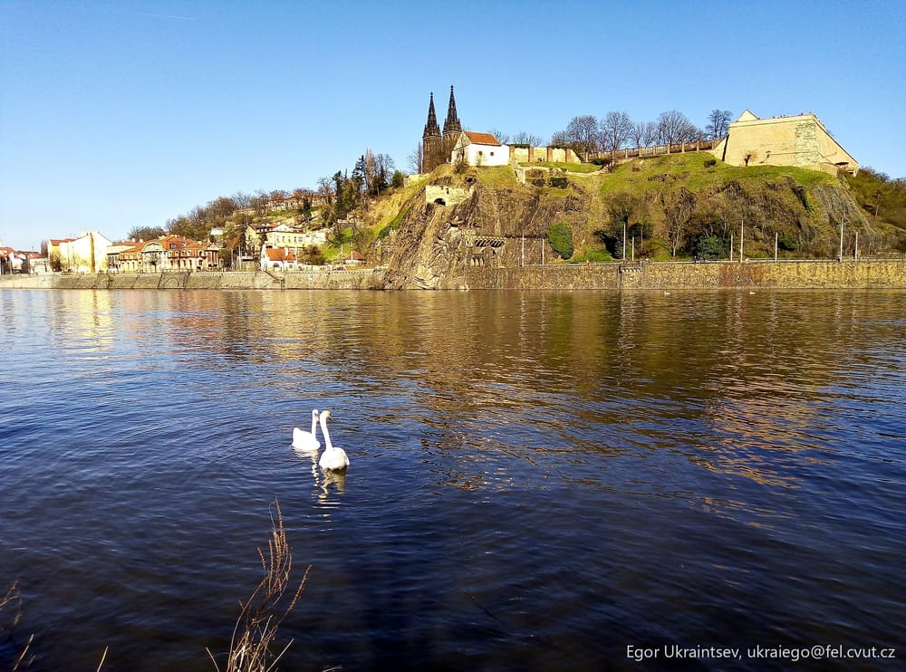 Swan swimming in a lake