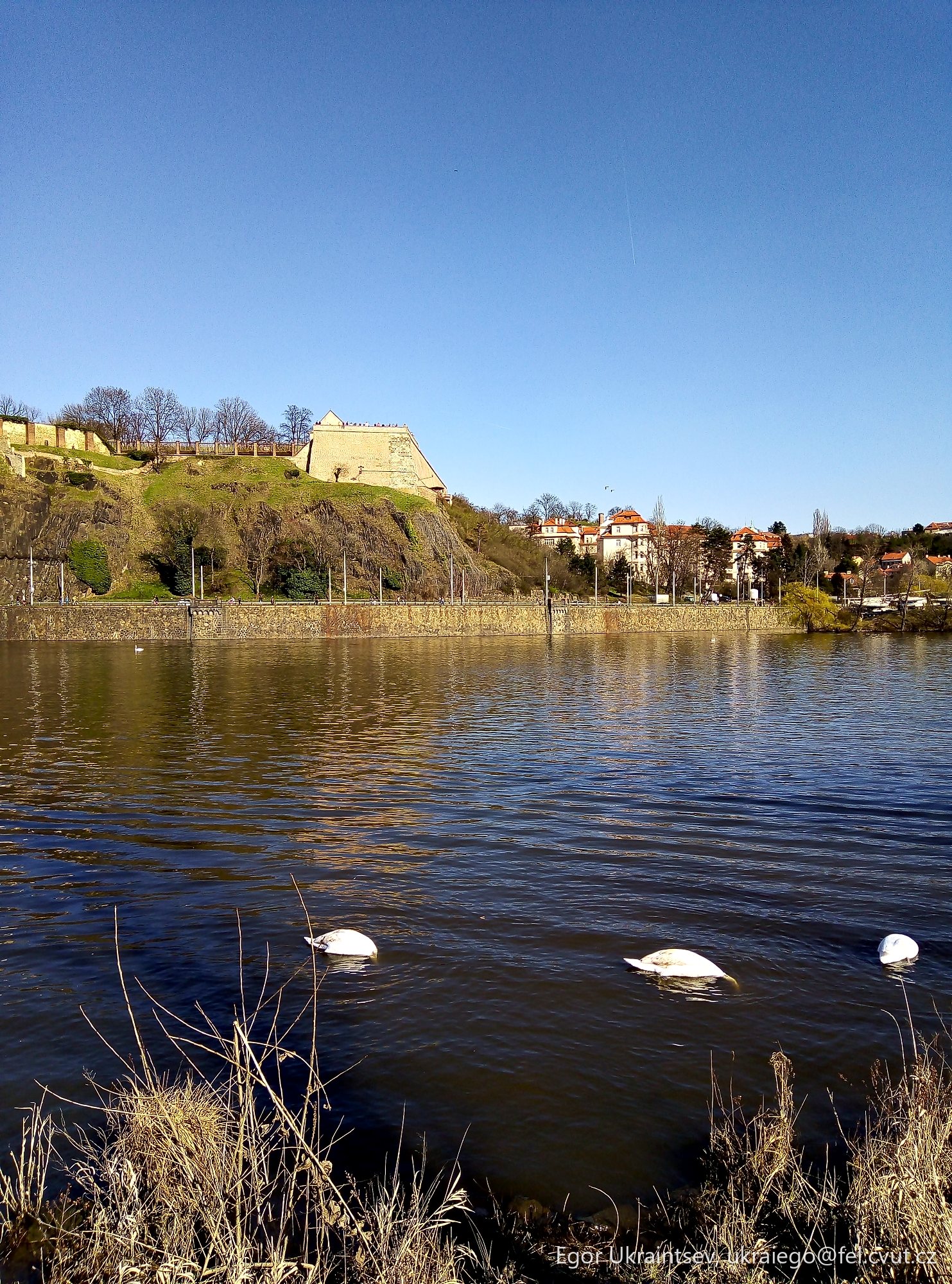Swans swimming in a lake