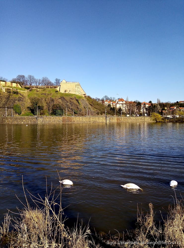 Swans swimming in a lake