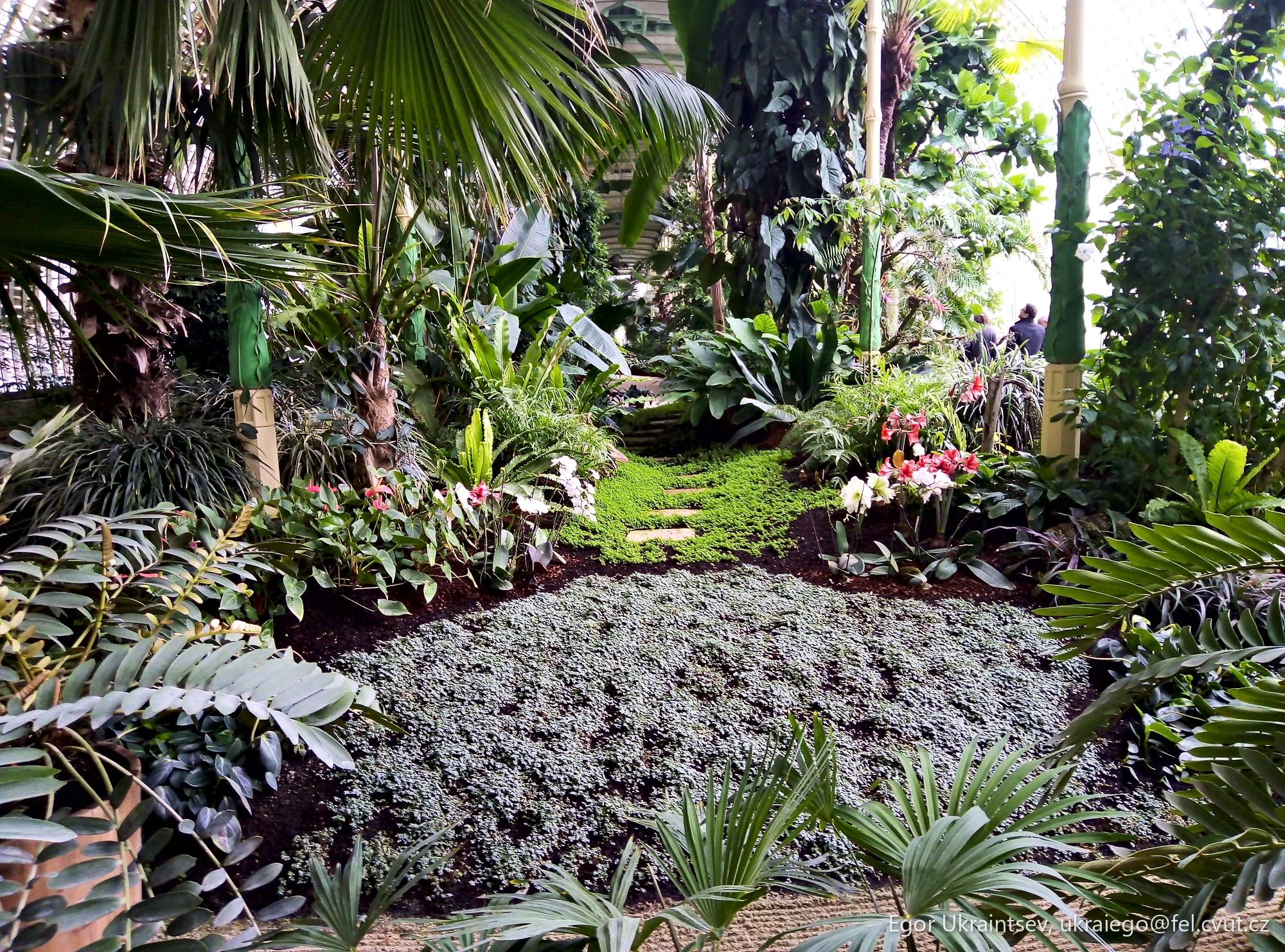 Tropical garden