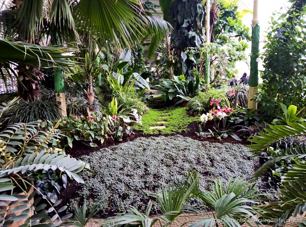 Tropical garden