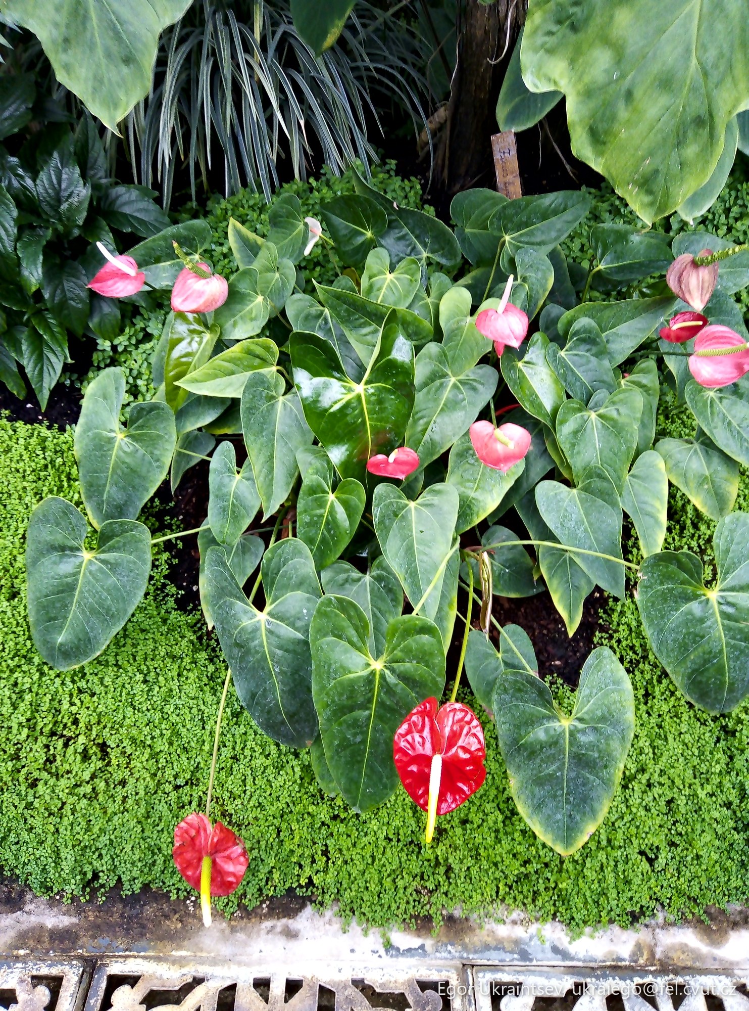 Flowers in a garden