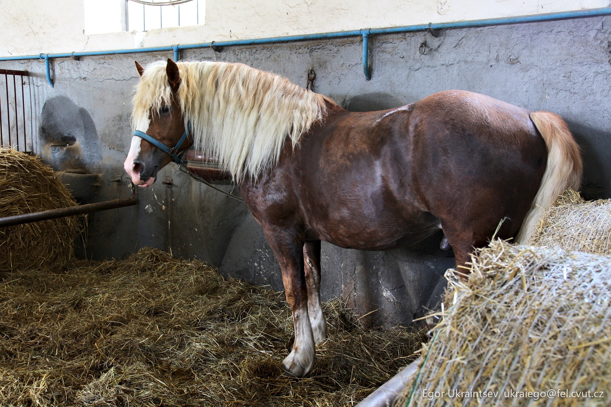 Horse eating hay