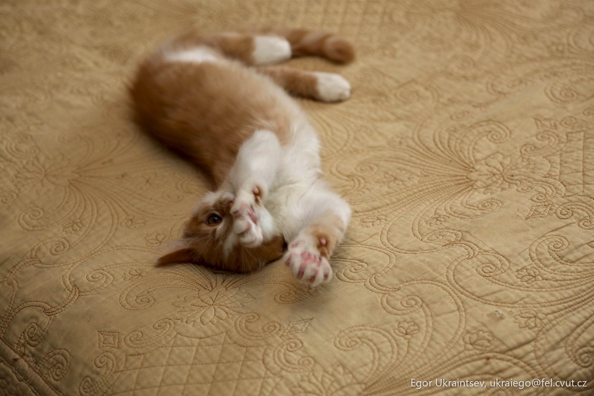Kitten laying on a bed