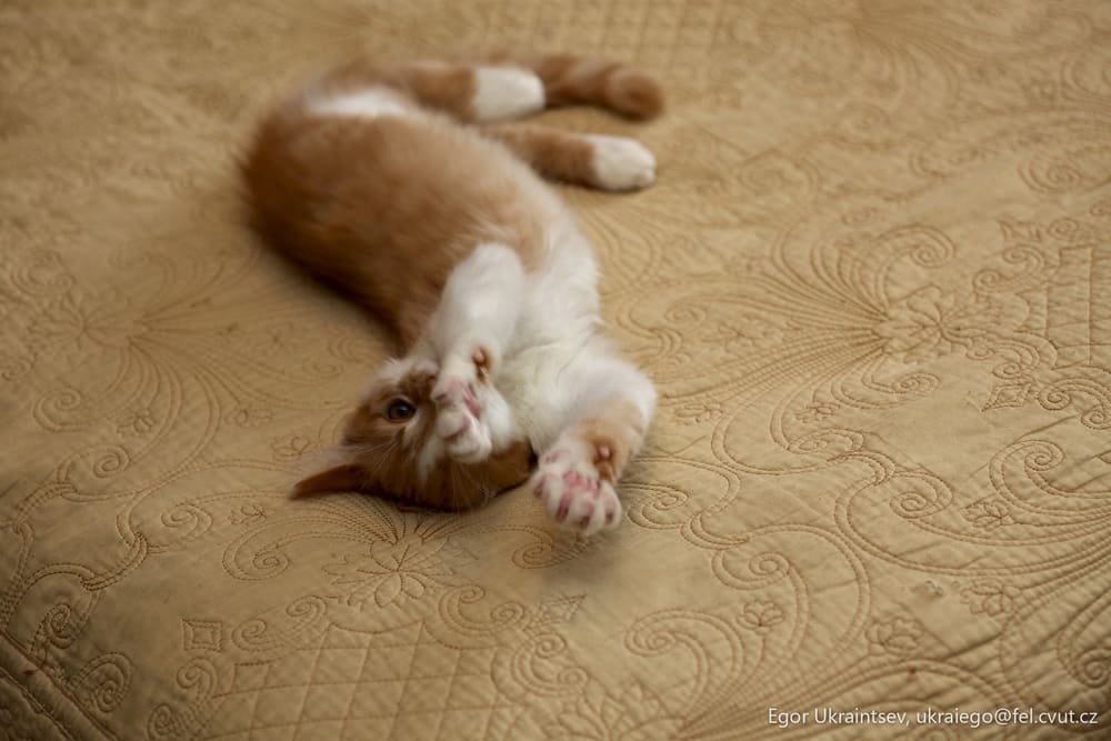 Kitten laying on a bed