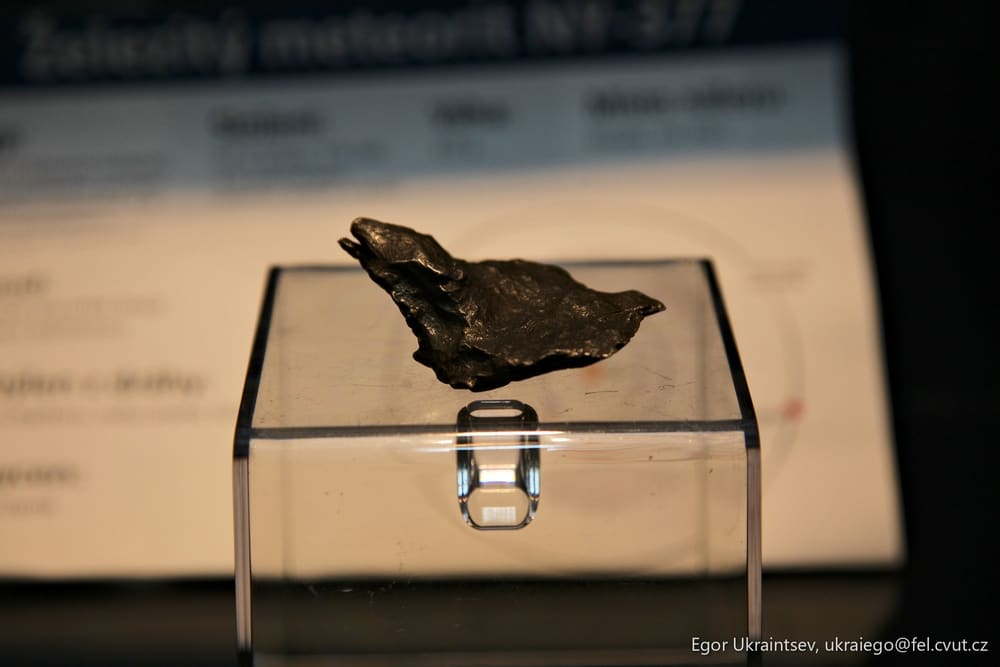 Small bird on a clear