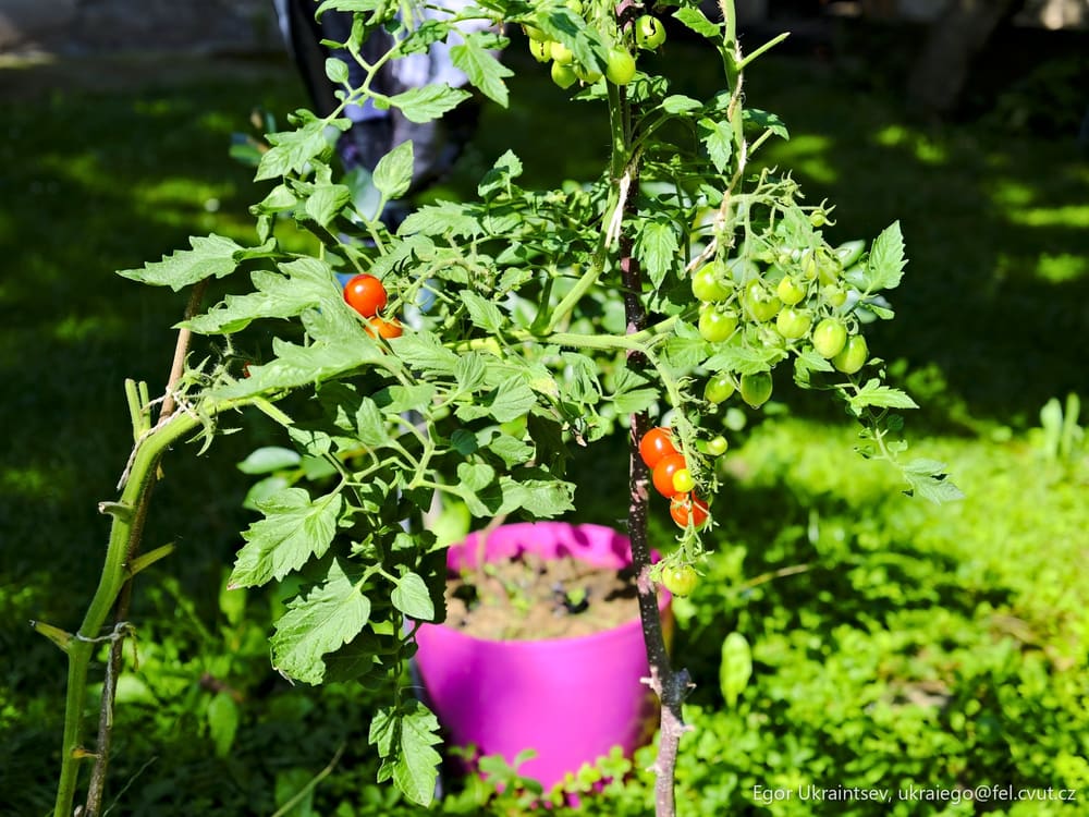 Tomato plant in the garden