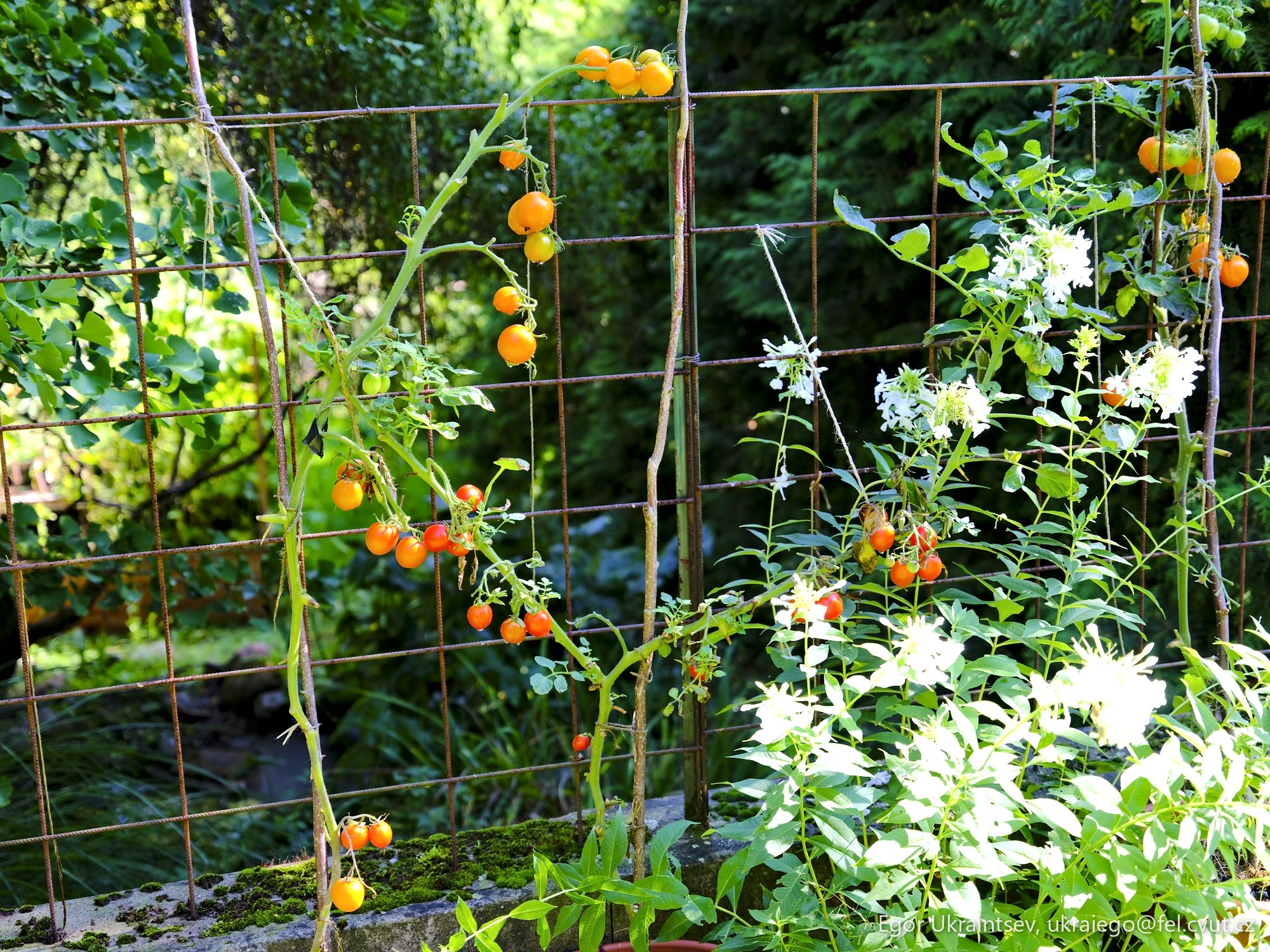 Tomatoes growing in a vegetable