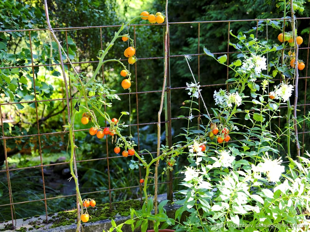 Tomatoes growing in a vegetable