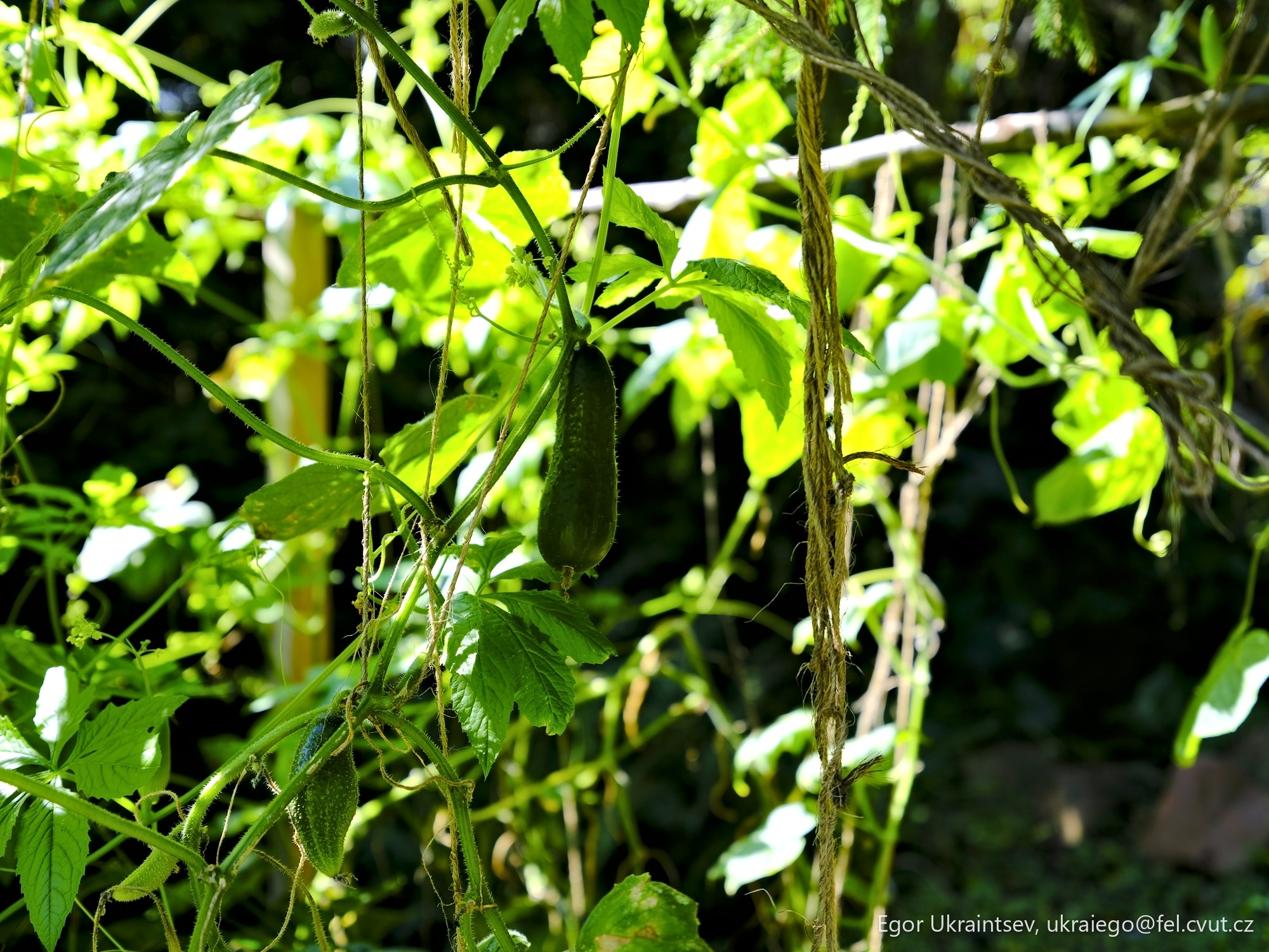 Green leaves in the sunlight