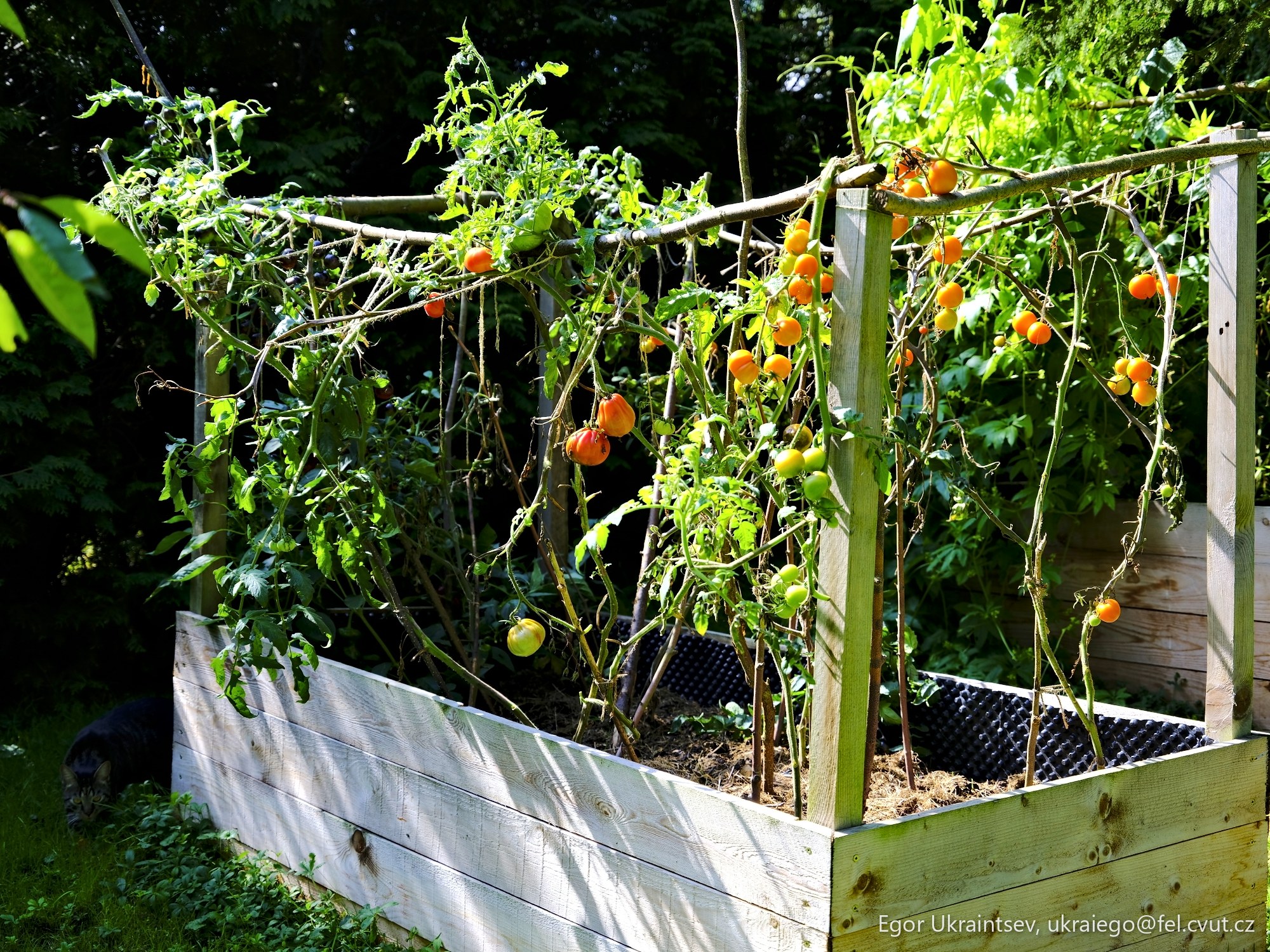 Tomatoes growing in a raised