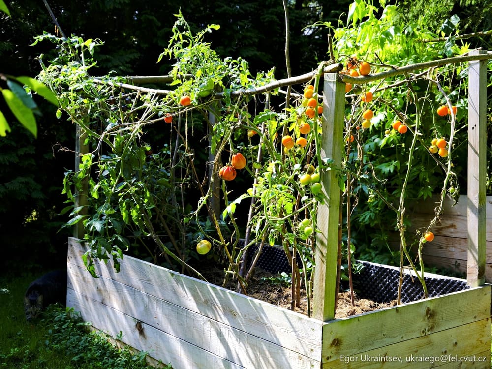 Tomatoes growing in a raised