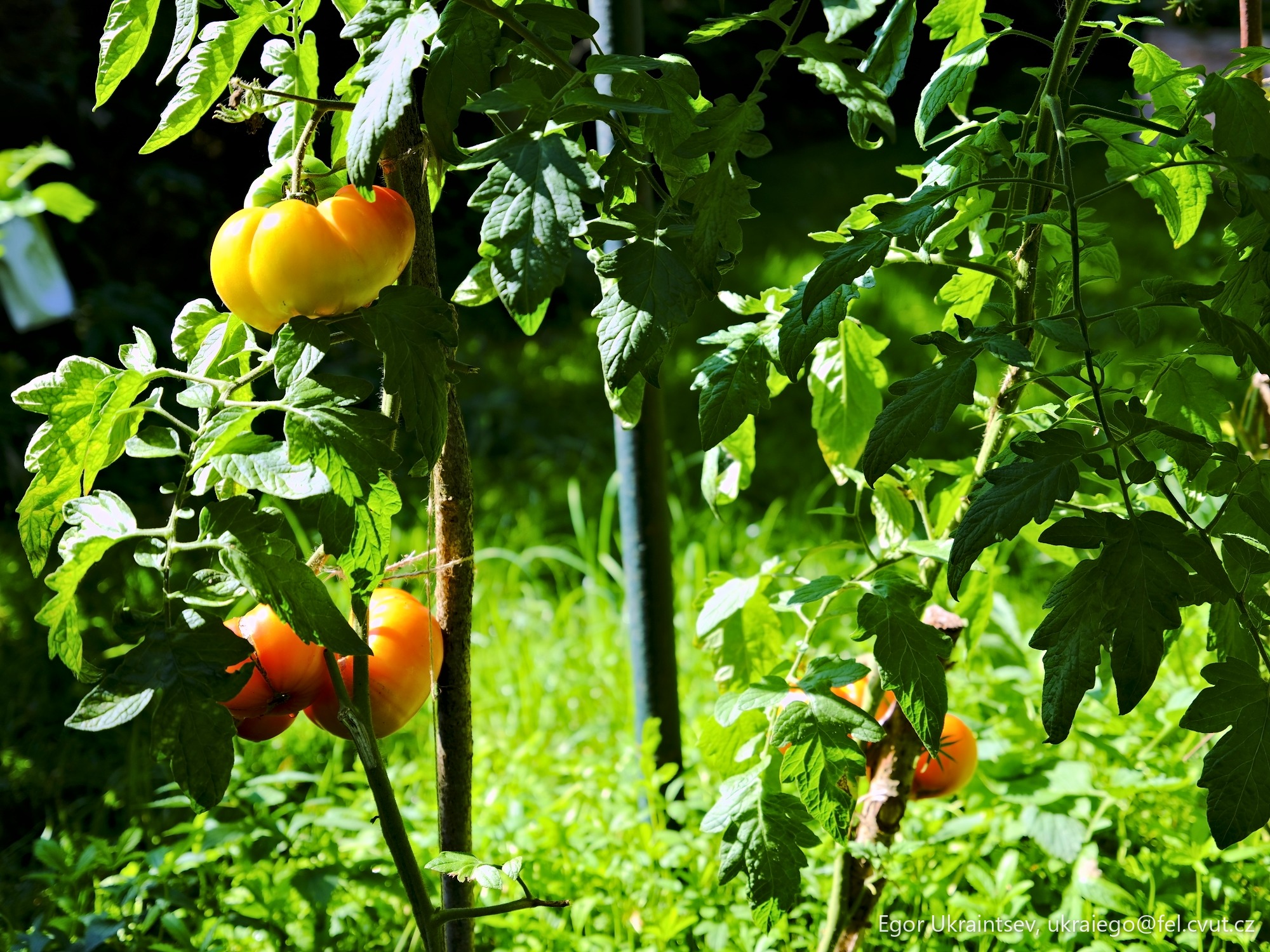 Orange tomatoes growing