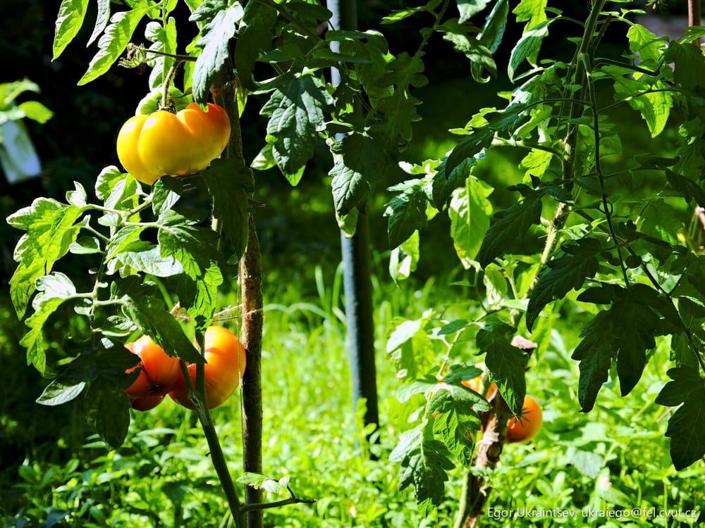 Orange tomatoes growing